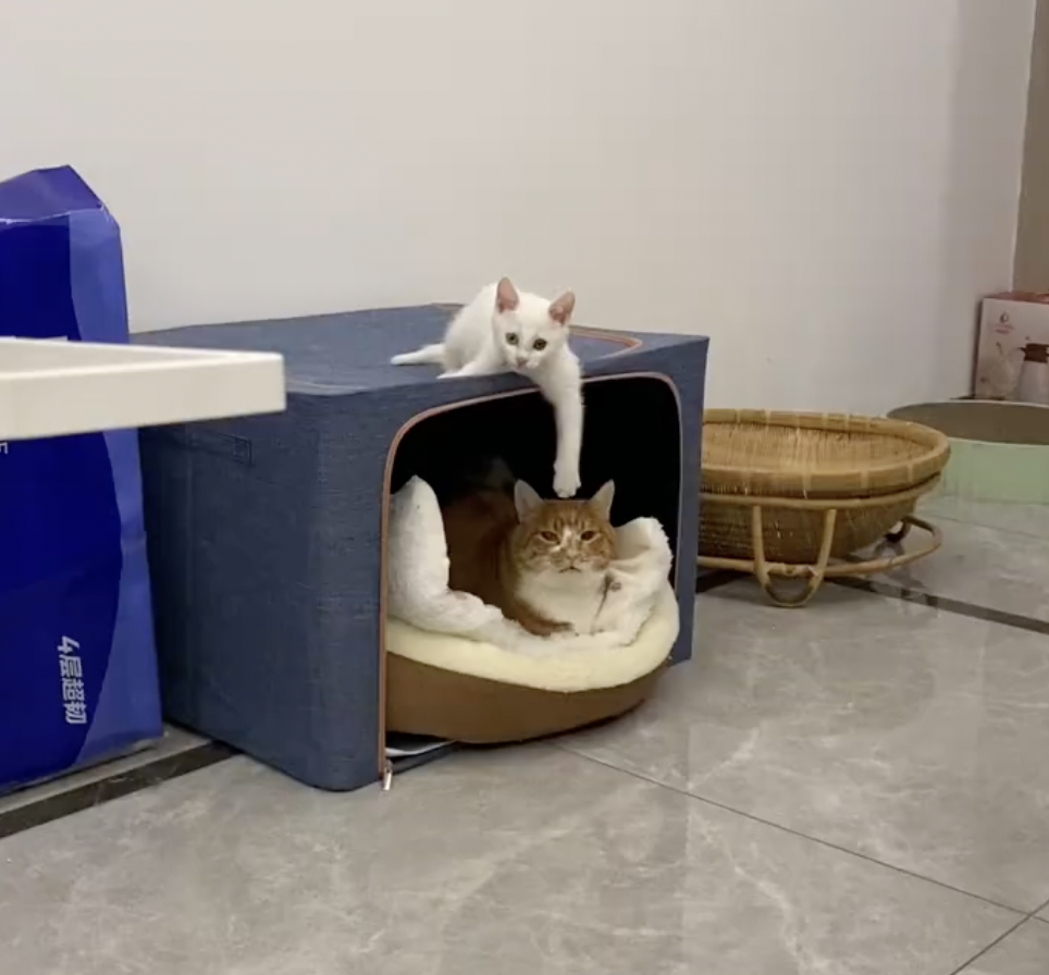 白喵：看朕的喵喵拳