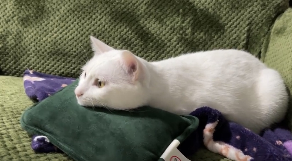 奴才：不行這樣霸道囉