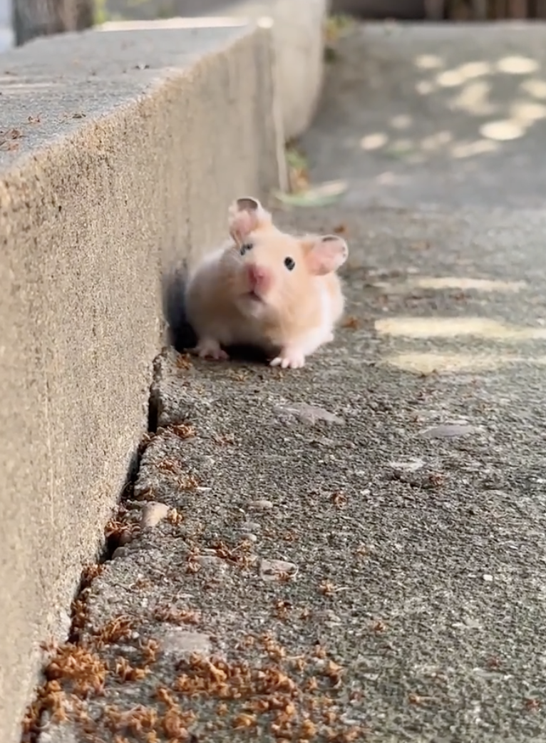 奴才：你該不會是出不來了吧？