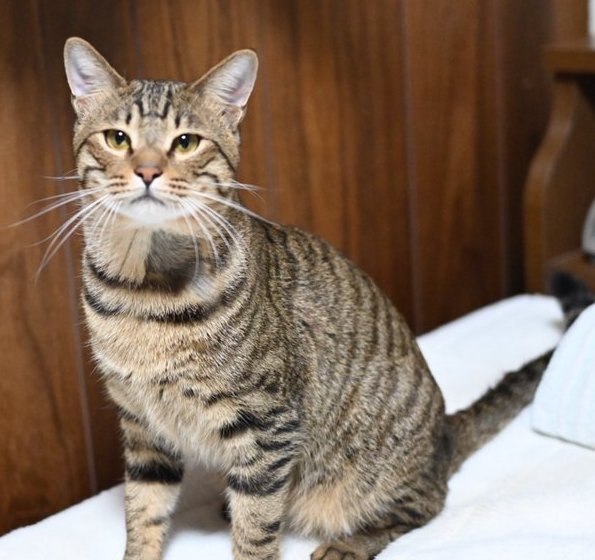 奴才：你別多想