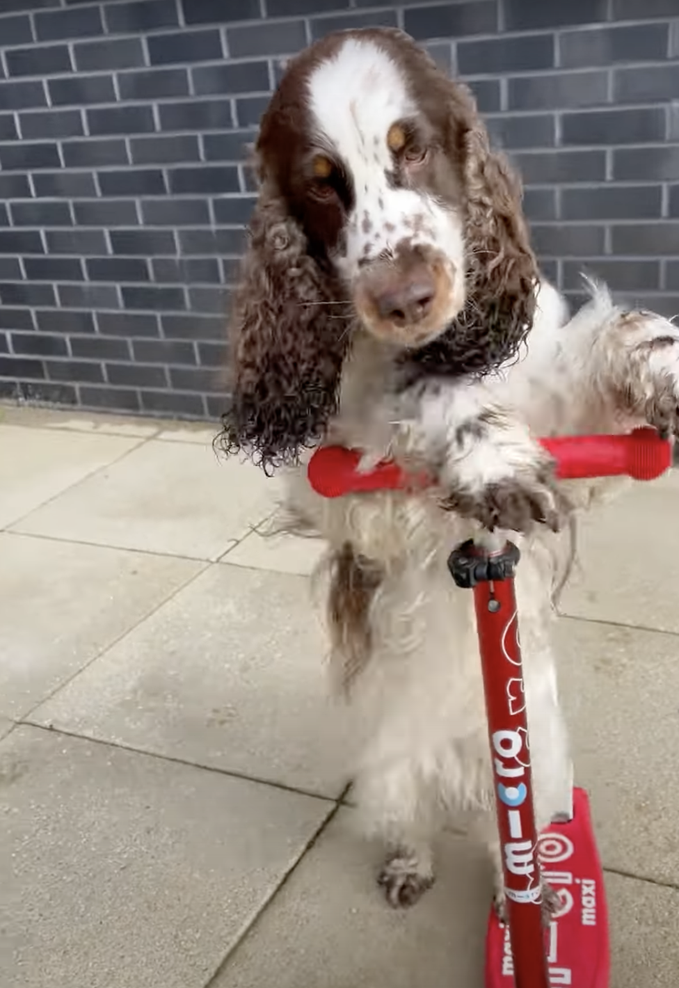 奴才：害怕就是害怕的呀