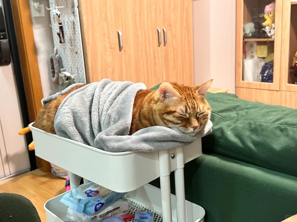 奴才：你開心就好～