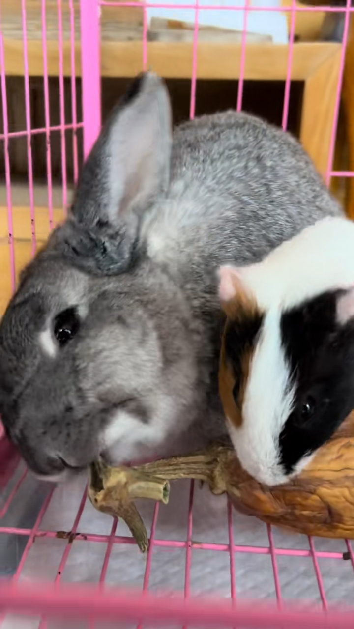 周海媚的其他寵物亦已經安頓好。