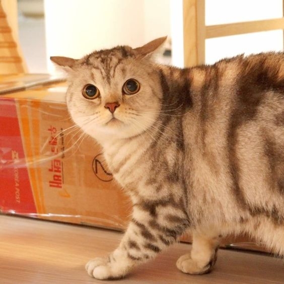 貓貓的耳朵變平具有攻擊性。