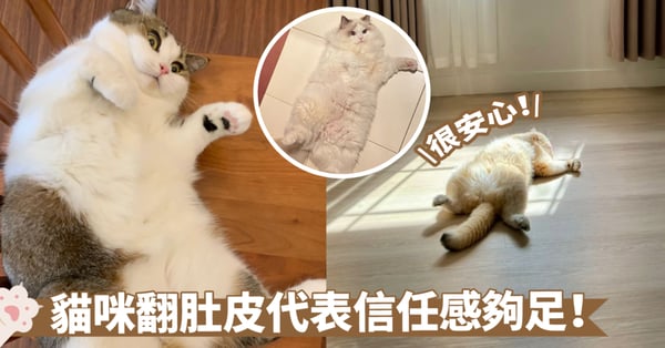 貓咪為何會在奴才面前翻肚皮？深入探究牠們內心的需求、訊息與情感