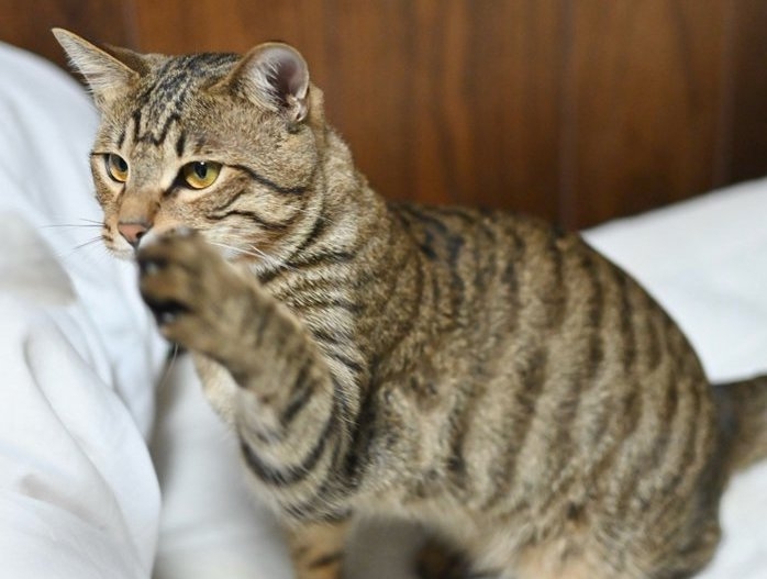 奴才：好啦！我給你開門