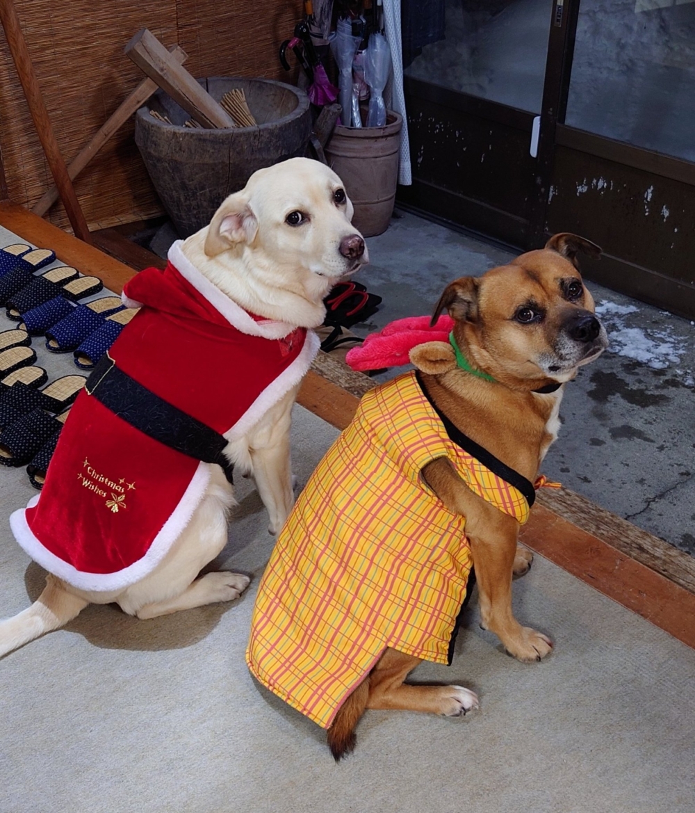 奴才：我的民宿靠你們了