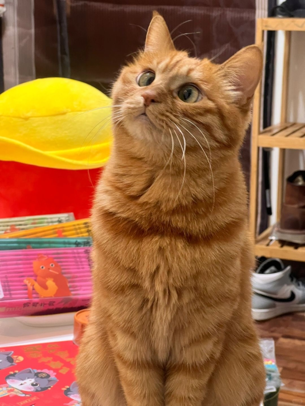 奴才:不用擔心啦