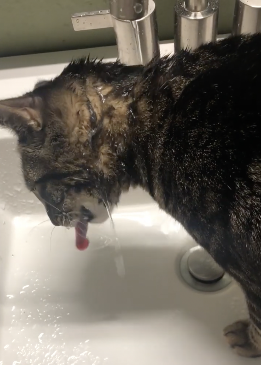 奴才：那你現在只能喝洗頭水了