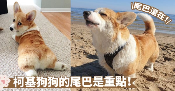 解密柯基尾巴剪除現象:美學之爭還是實際必要?解碼背後的複雜議題~