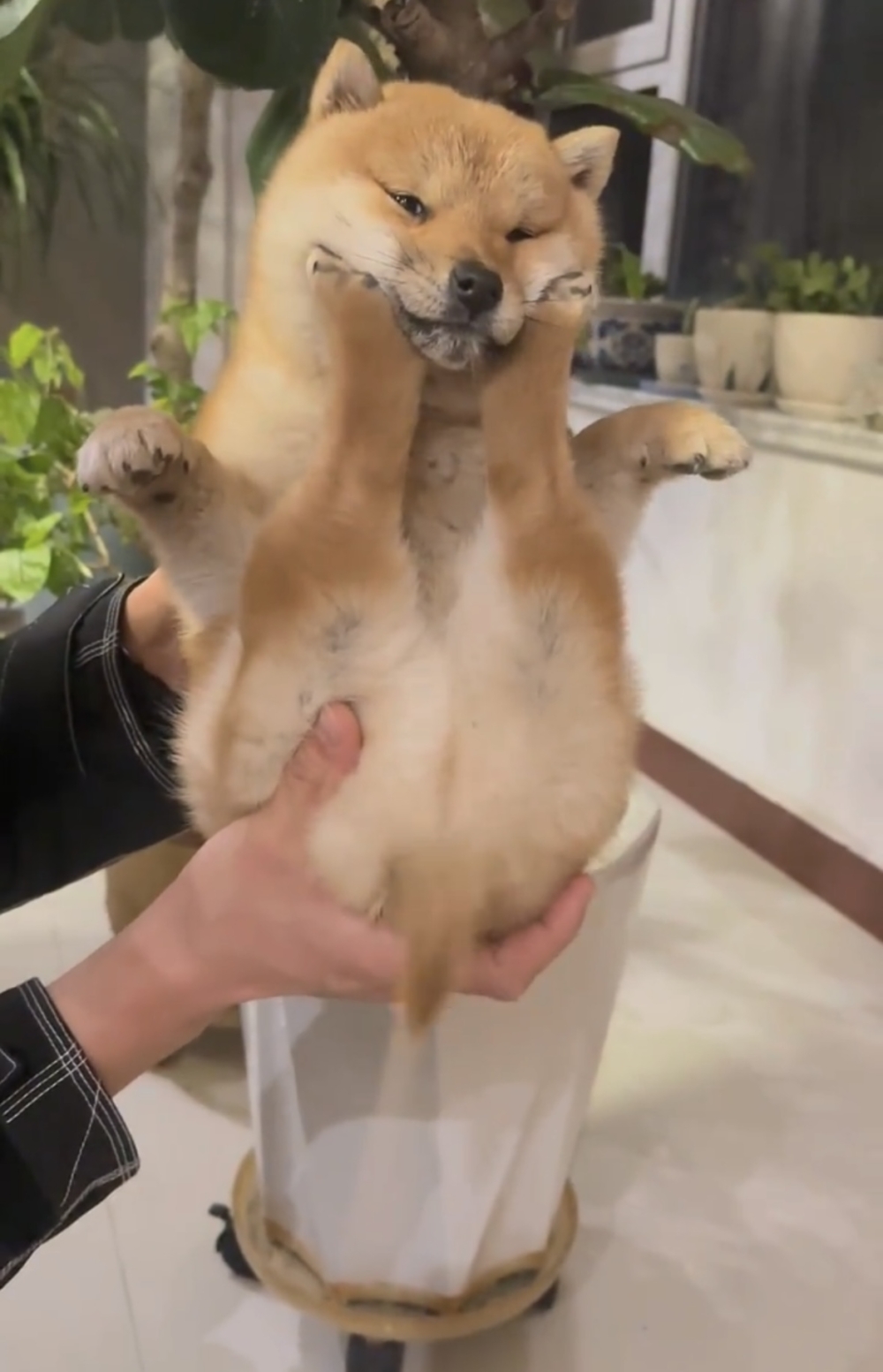 奴才：那就再舉高一點吧