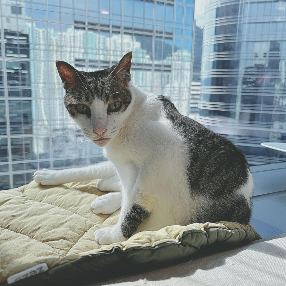 所有房間均設有CCTV，讓主人可以24小時觀看貓貓狀況。