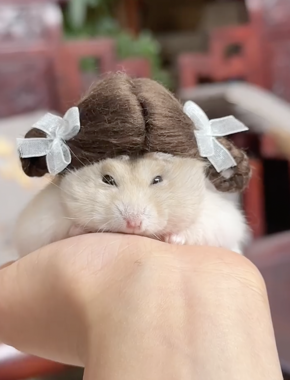 奴才：這沒問題啦