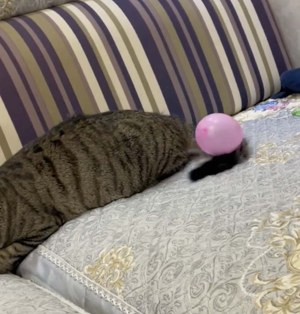 奴才：是情有獨鍾的粉氣球啊