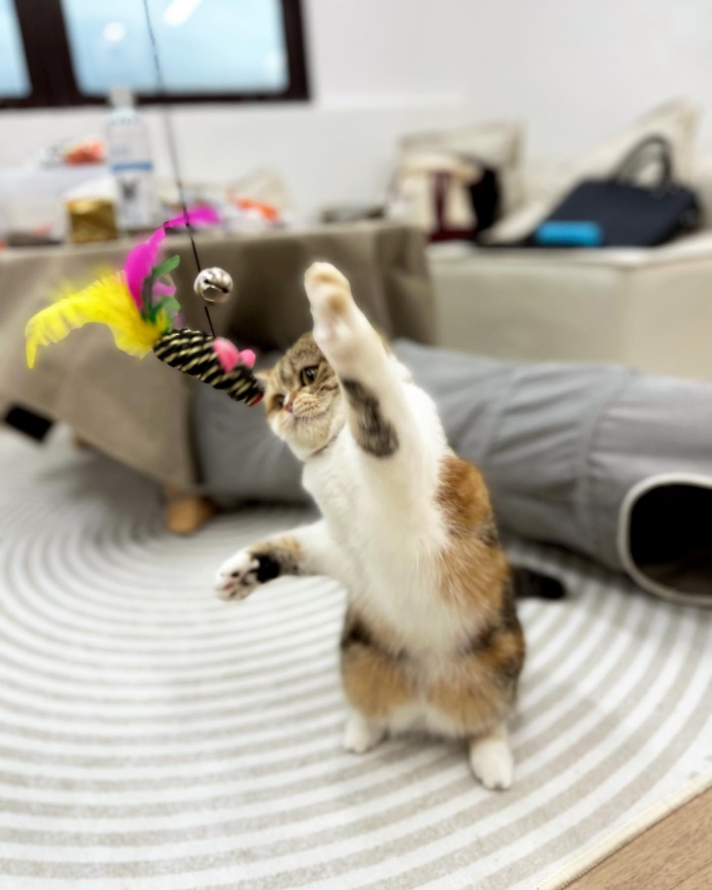 每天60分鐘或以上的特長玩樂及放風時間。