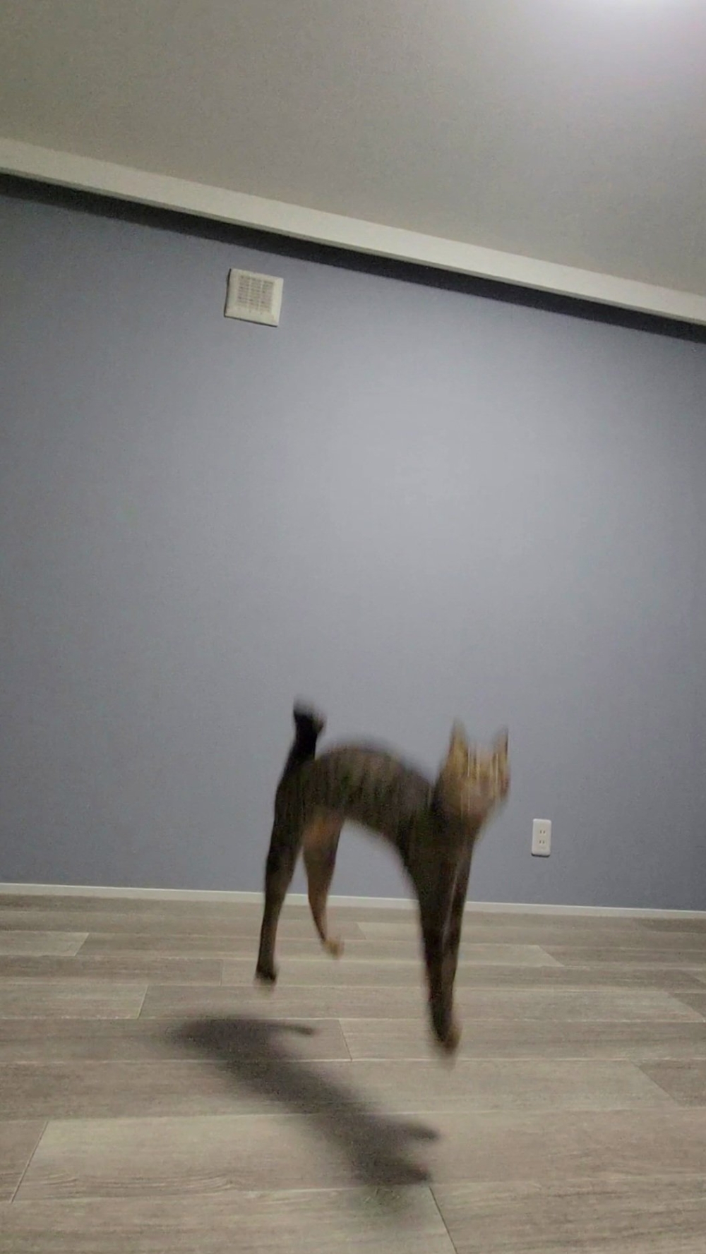 奴才：主要是照片有些詭異啦