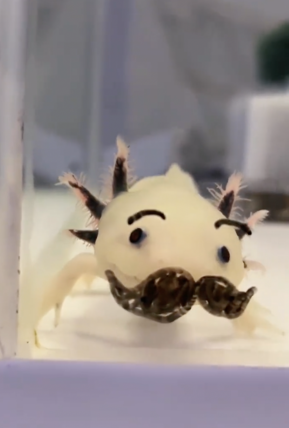 奴才：自己給自己的綽號嗎？