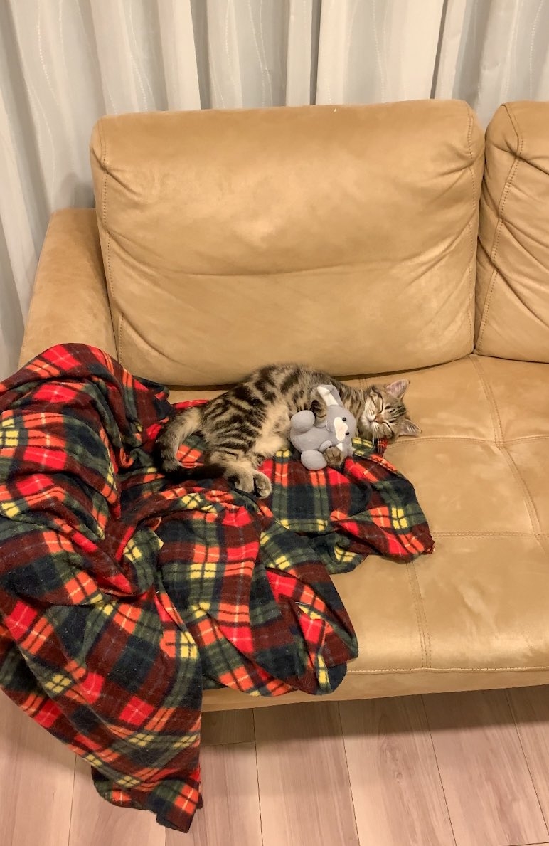 奴才：你是因為睏了吧