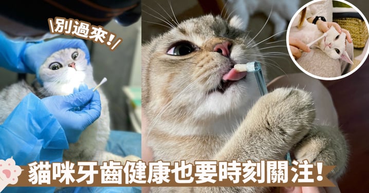 關注貓咪口腔健康！全面了解貓咪牙齒保健，給予適當的護理與關愛～