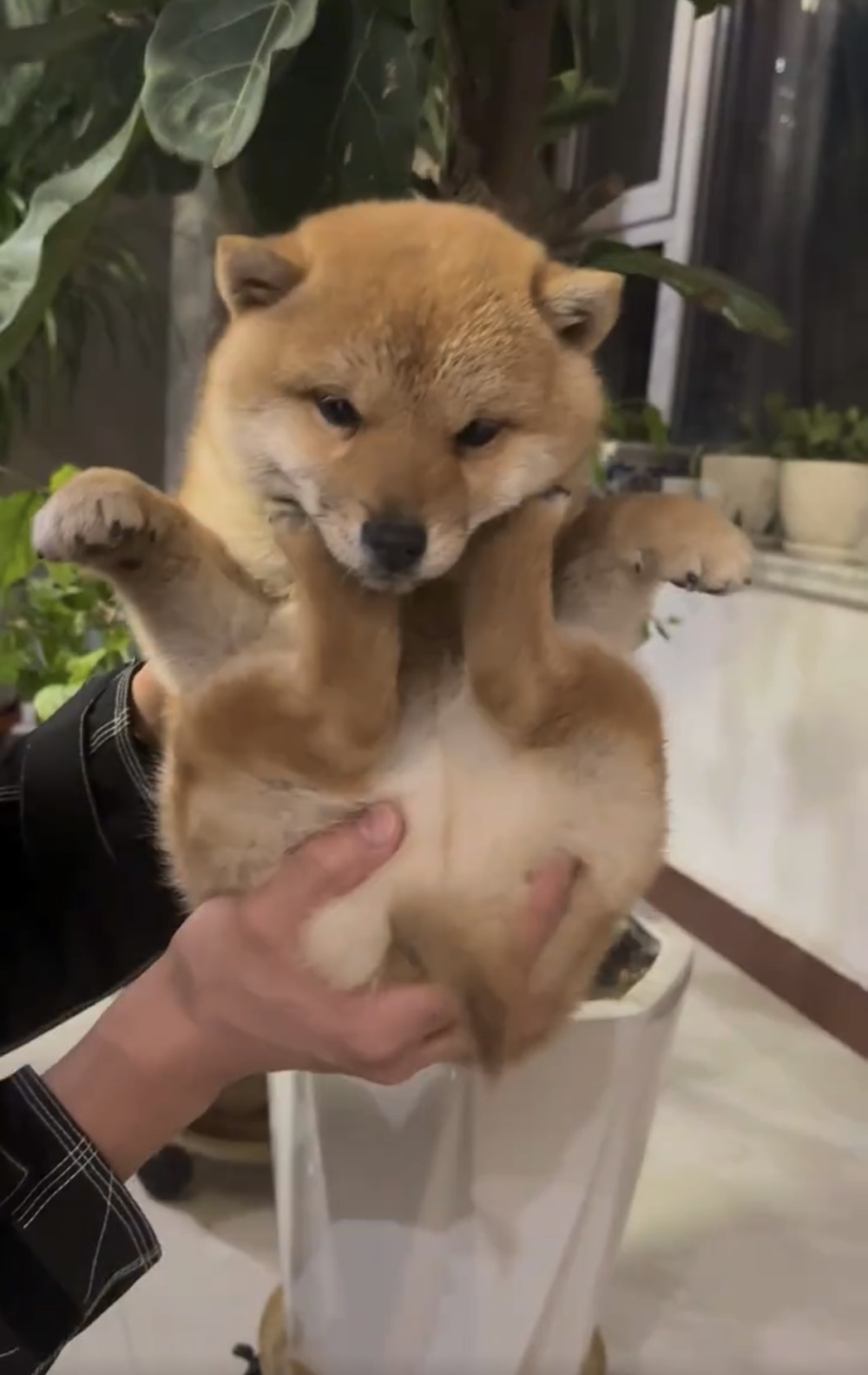 奴才：尾巴不會累嗎？