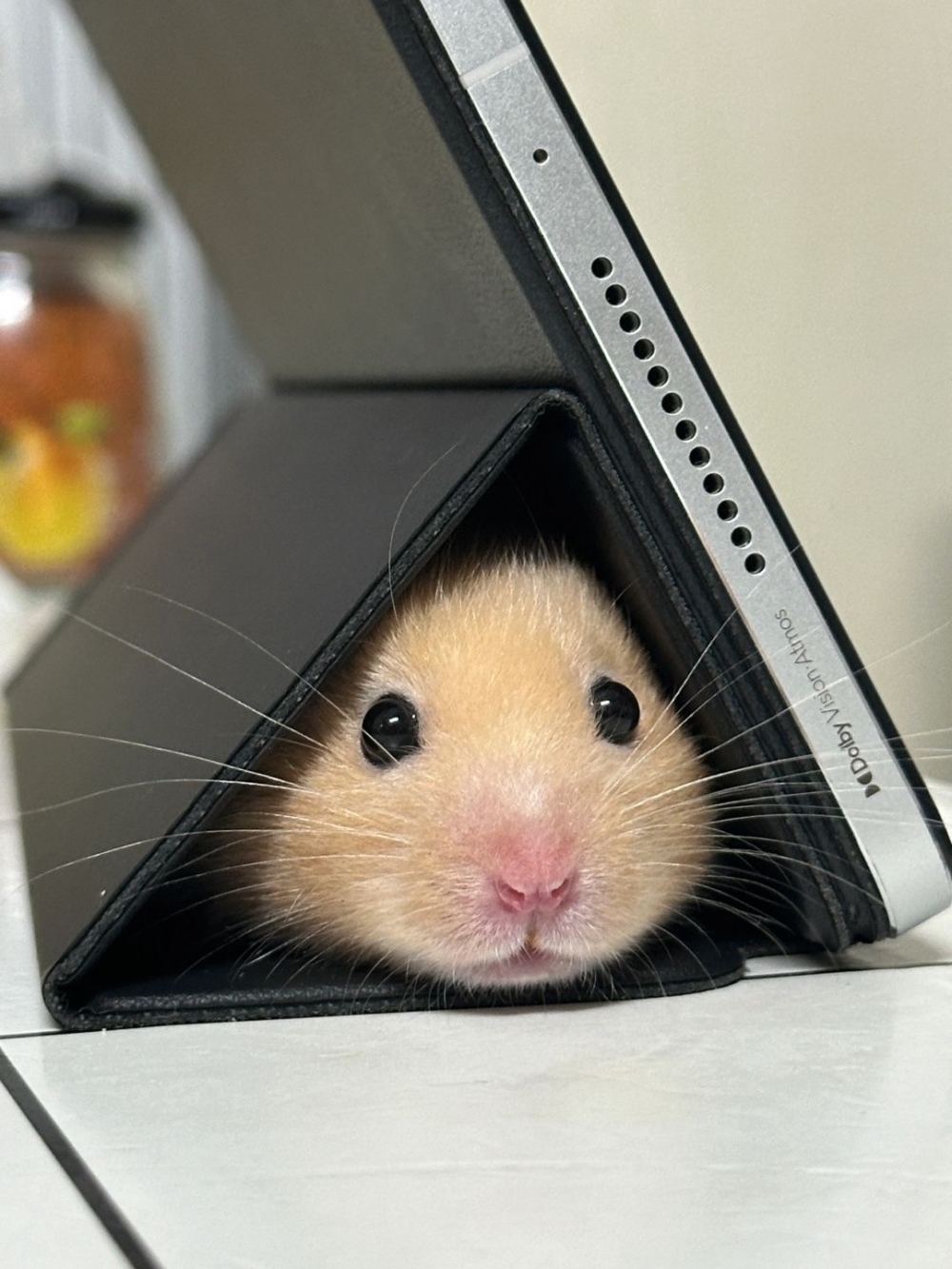 奴才：正好符合你的身形呢