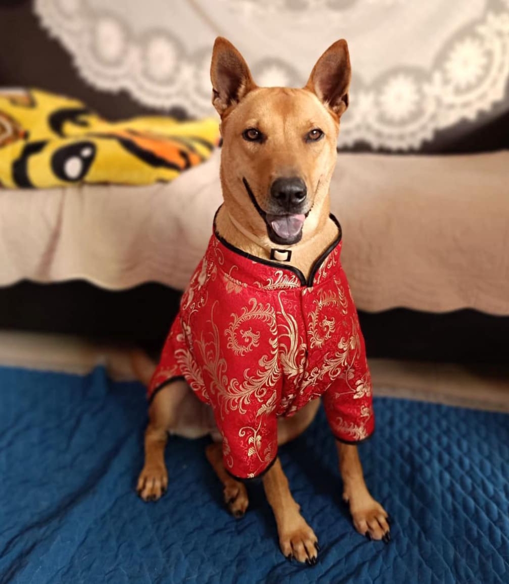 唐狗「蕃茄」在BB的時候被人放在狗場門口，幸好被好心人士救起。