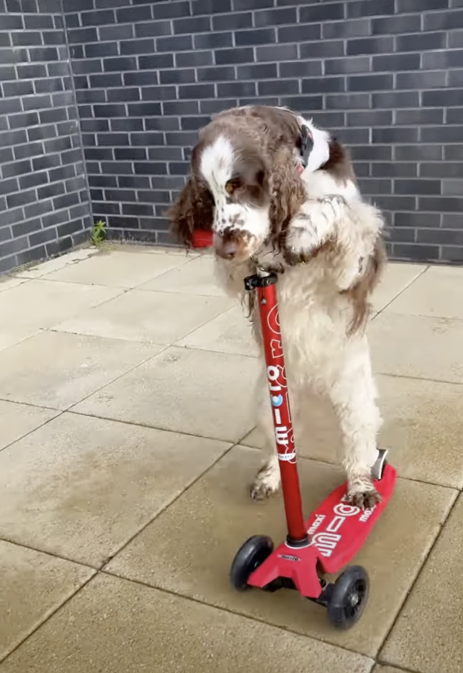 奴才：我就是學不會啊