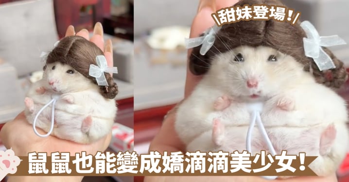 別以為鼠鼠就不能打扮喔～給牠戴上一頂假髮秒變可愛小少女啦！