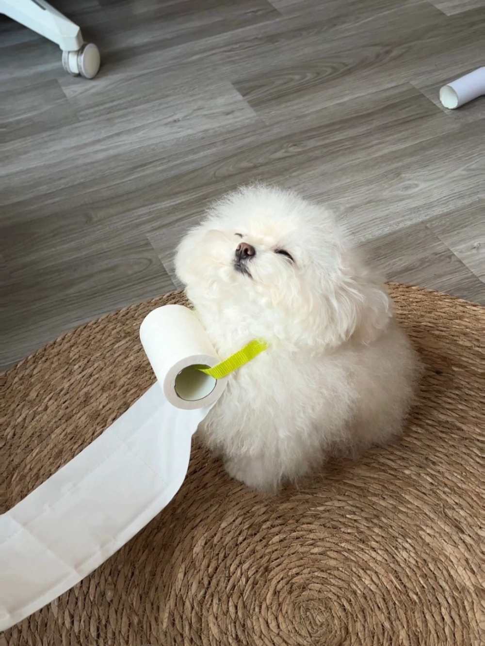 奴才：當個捲紙托還挺不錯的