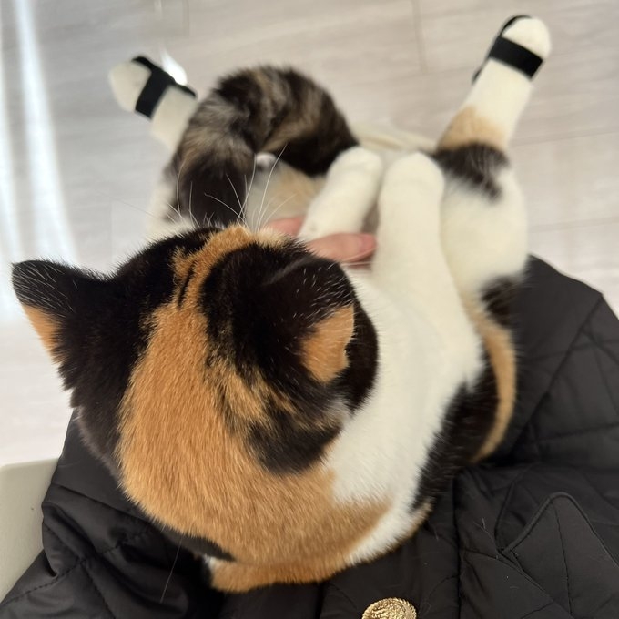 奴才：滿足一下我的願望嘛