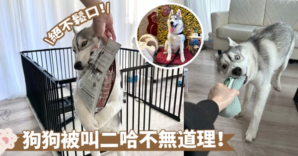 搞笑行為又舔一件啦！哈士奇家庭真的笑料不斷囉～緊緊咬著食品袋也吃不了美食啊...