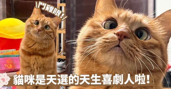 過度思考的呆萌小咪！貓咪都快變成鬥雞眼了，也不知道在想些什麼囉～