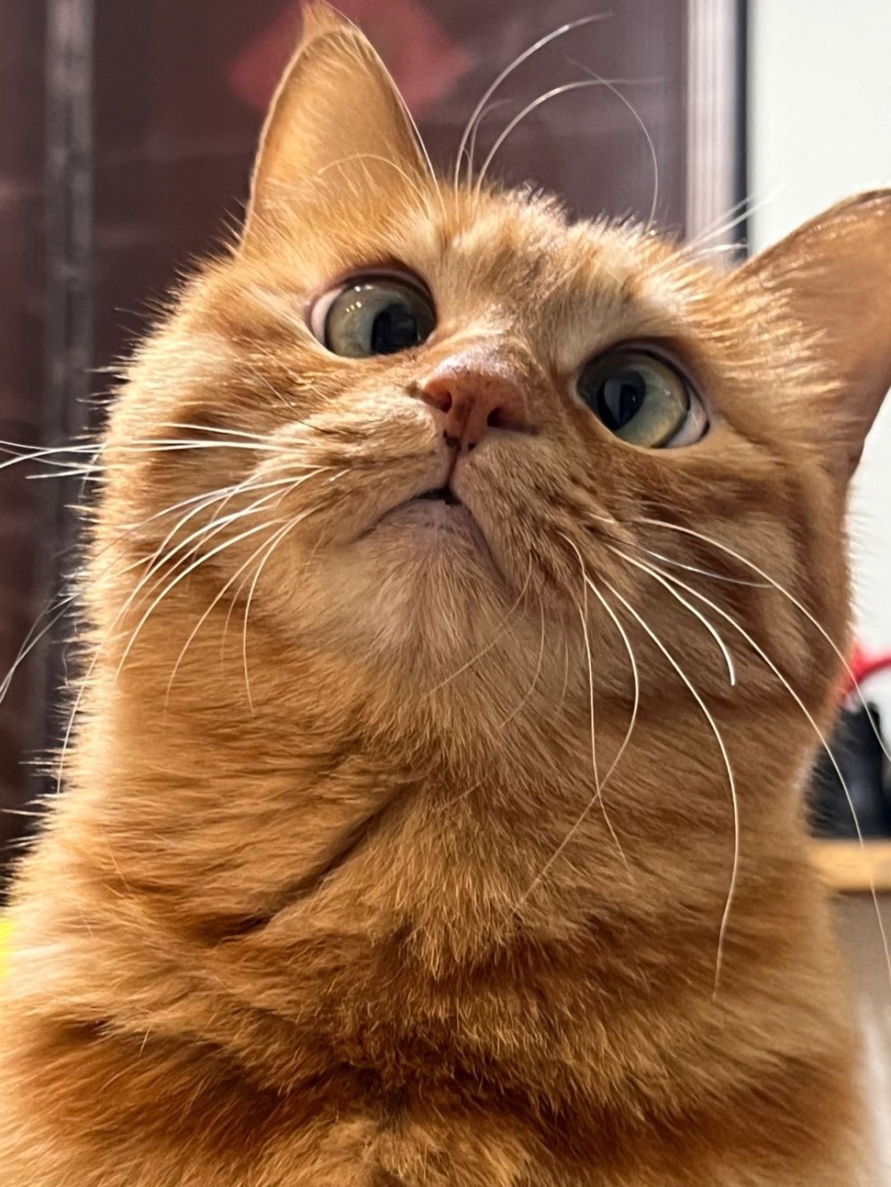 奴才:保證不會拋棄你喔