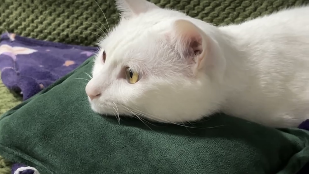 奴才：這需要考慮嗎？