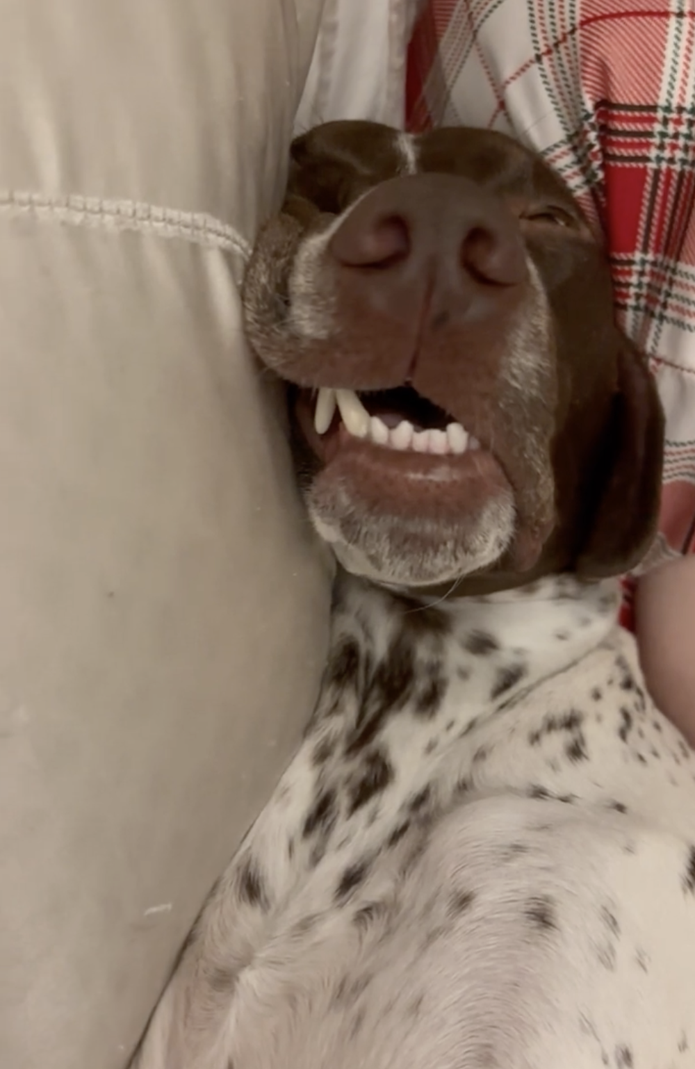 奴才汗流浹背了