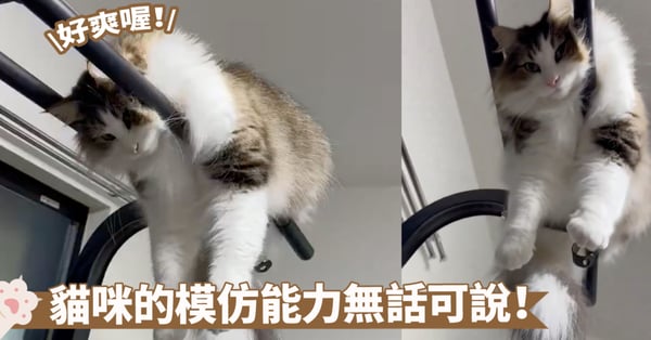 濕了所以需要晾乾嗎？貓咪像毛巾一樣掛在晾衣桿上，這是模仿錯對象了吧>D<