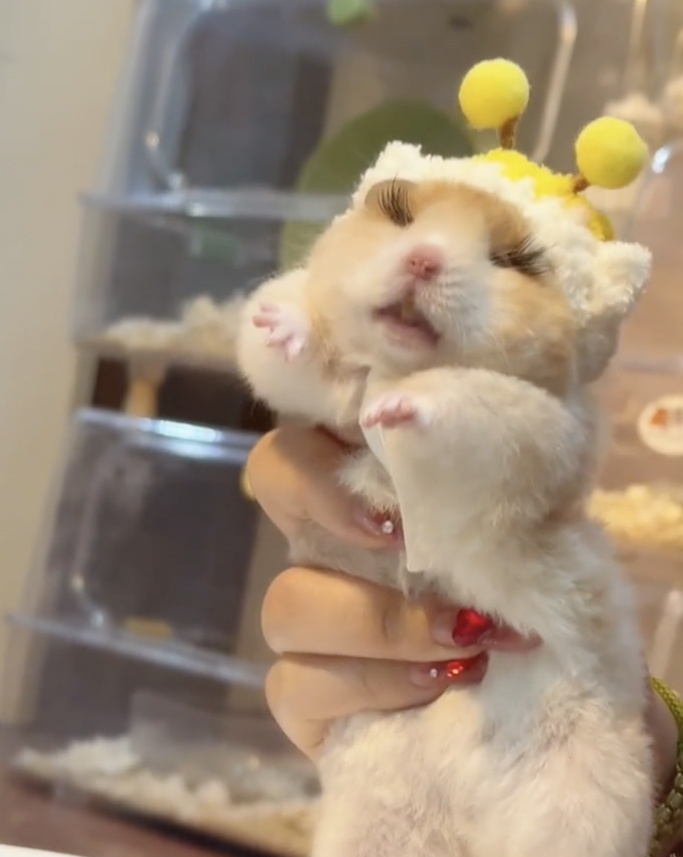 奴才：好吧～不強迫你了