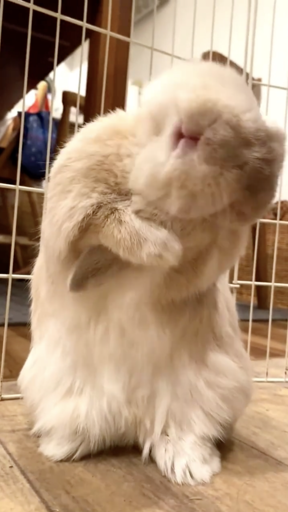 奴才：連細節都不放過欸