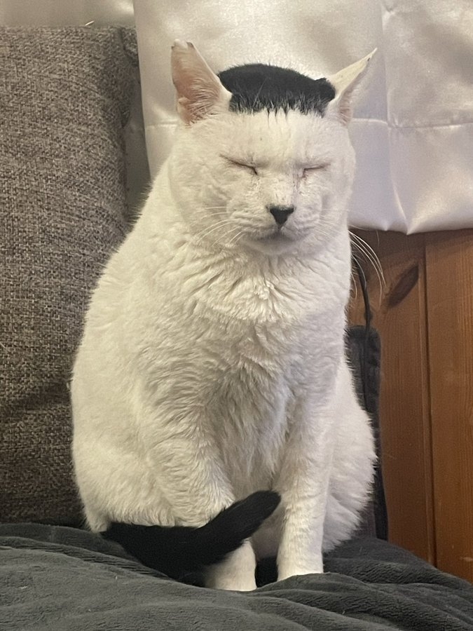 奴才：但真的相似度滿分欸