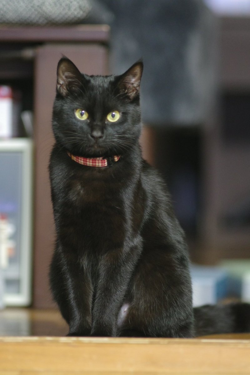 奴才：看得出來啊