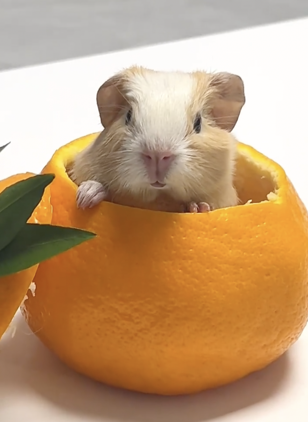 奴才：還真是在尋寶一樣欸