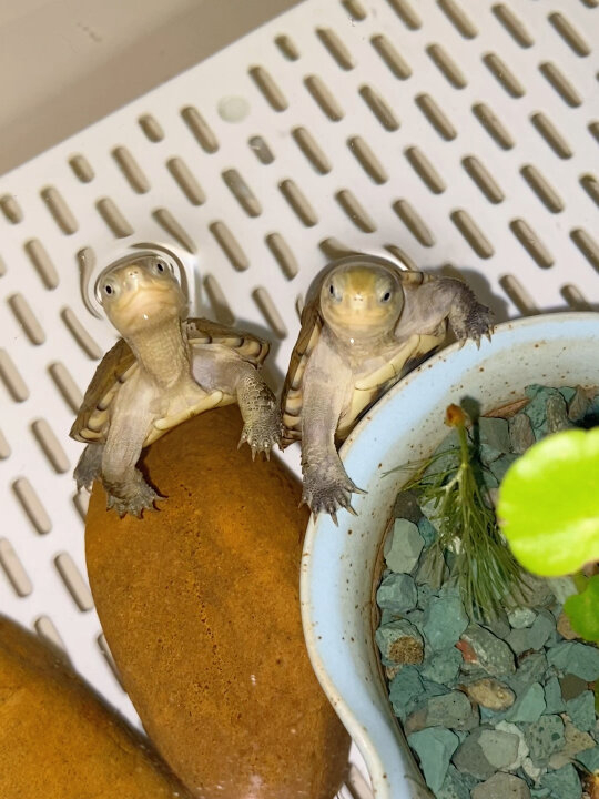 奴才：每一張都很好看欸