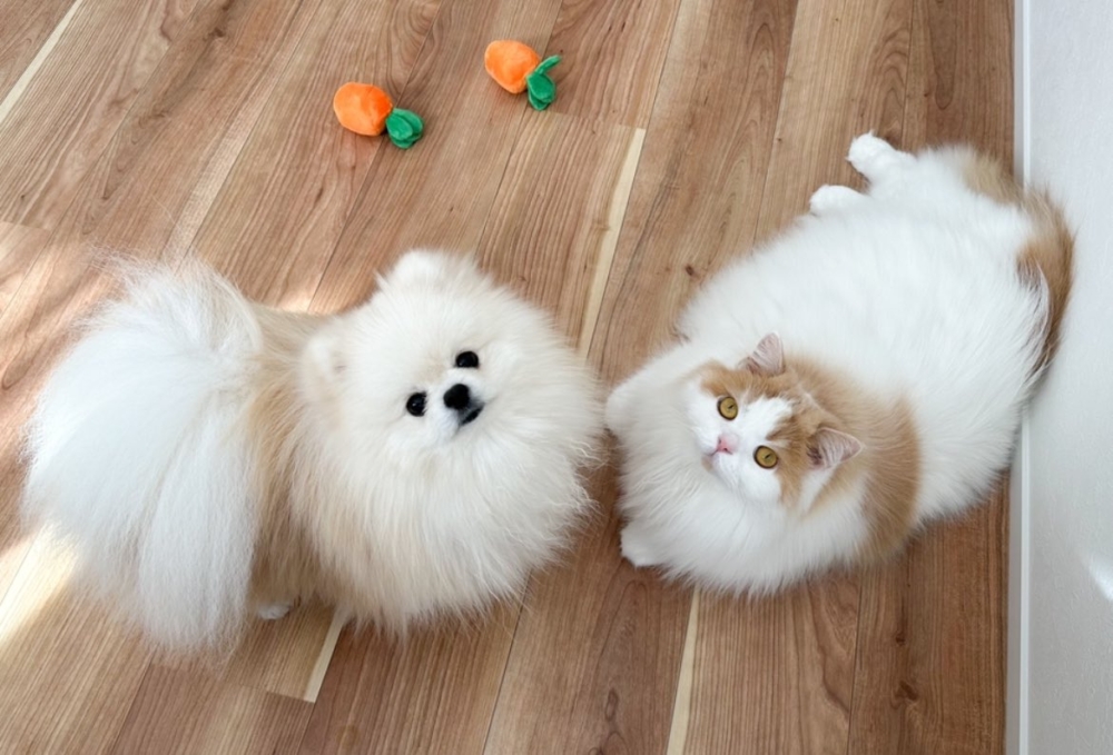 汪：那就是喜歡被貼貼啦