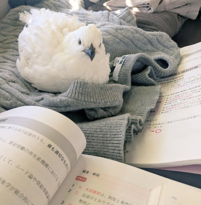 奴才：你太嚴厲