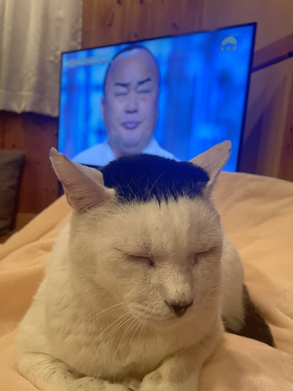 奴才：你怎麼撞臉了？