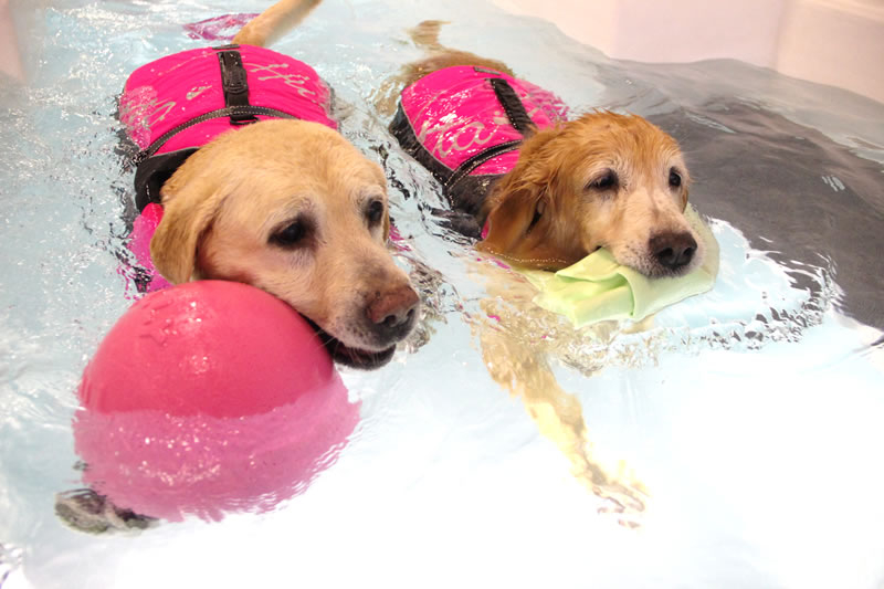 積極推廣狗狗游泳運動。