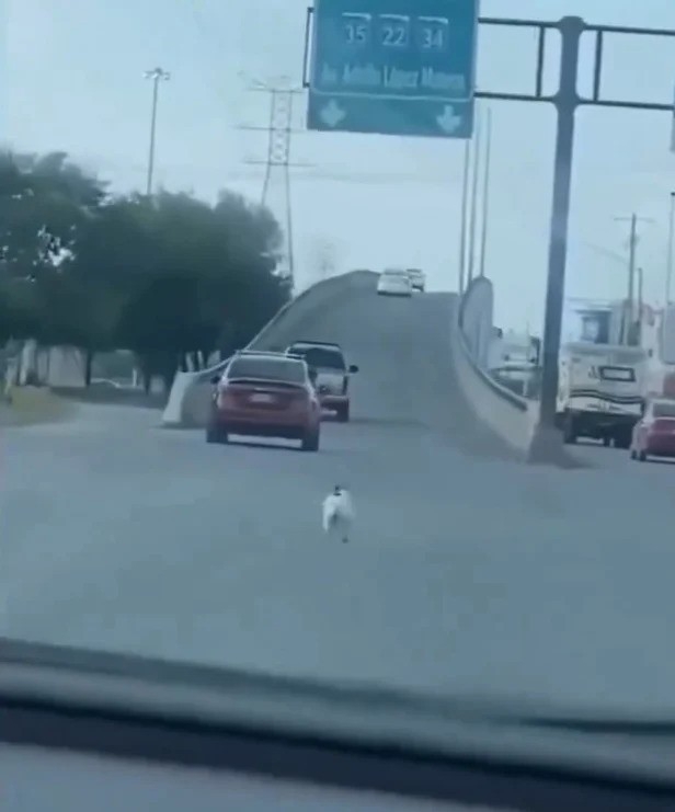 狗狗就一路緊追在後，拼命向前奔跑，希望能追上主人的車子，不願離開牠的主人。