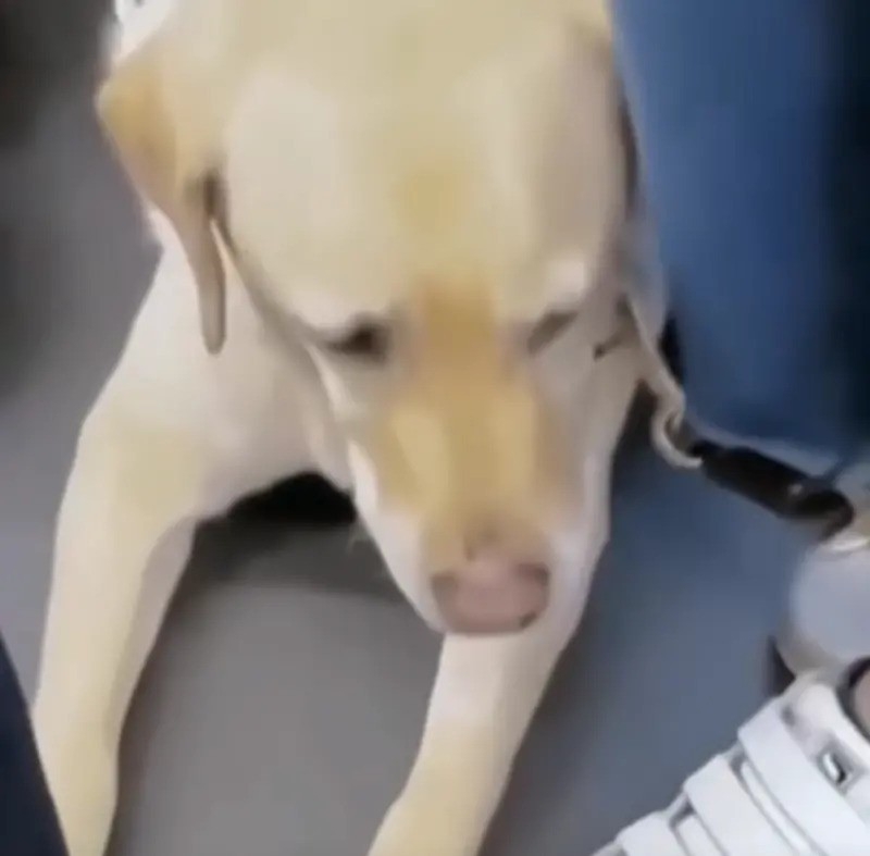 直到最後,這位主人都沒有位子坐,狗狗便在主人腳邊趴下待命,失落的眼神仍未從臉上退去。