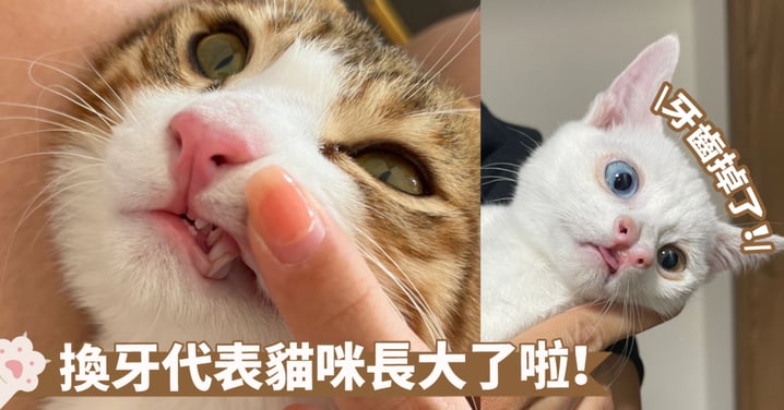 貓咪換牙期：瞭解貓咪需求並提供適切支持！幫助牠們度過這一階段～
