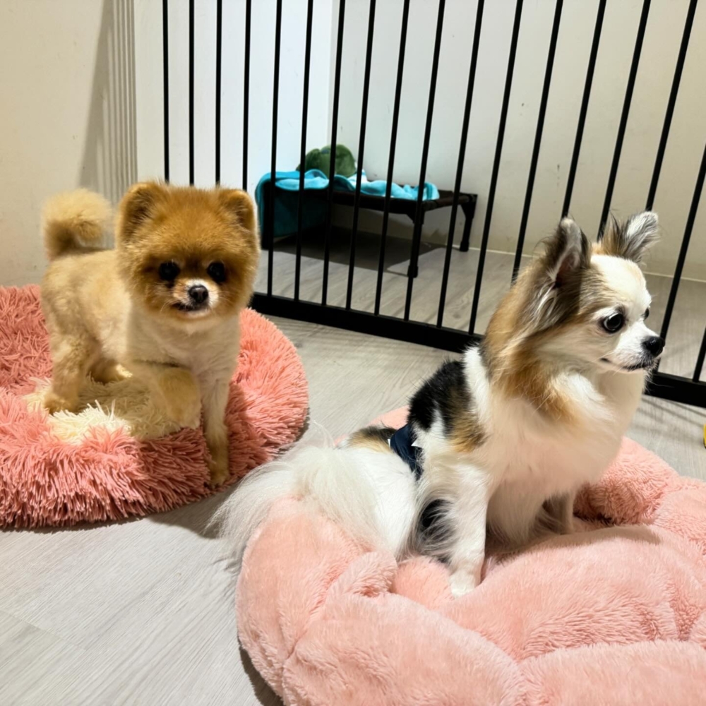 狗狗採不關籠開放式的照顧。